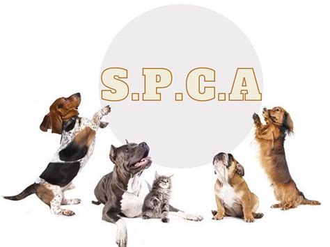SPCA .